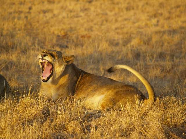 18 días en Sudáfrica - Blogs de Sudáfrica - Safari en el Kruger (14)